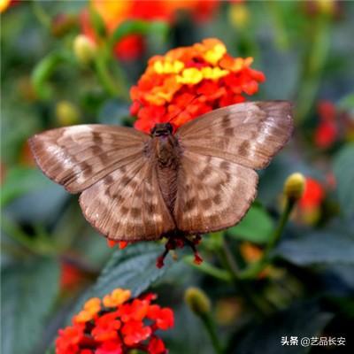 hga010ios版下载
