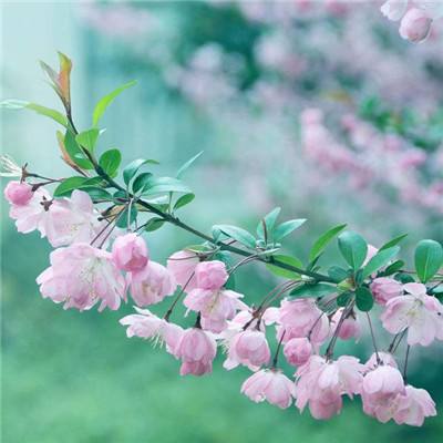 短信特邀白菜网