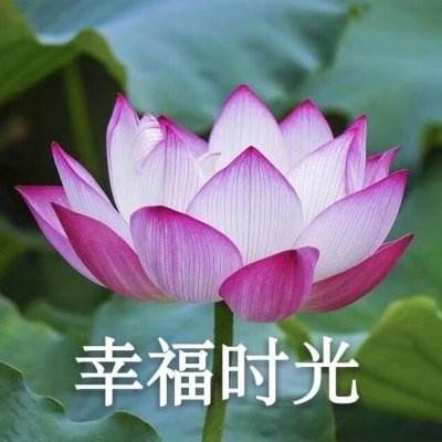 彩名堂官方计划软件网站截图