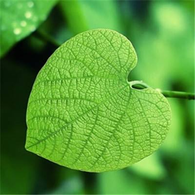8868苹果版下载